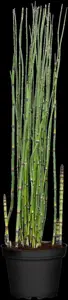 Equisetum hyemale - 3 Ltr pot - image 5