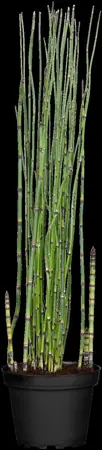 Equisetum hyemale - P9 - image 1