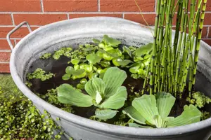 Equisetum hyemale robustum - P9 - image 5