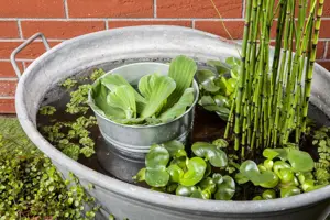 Equisetum hyemale robustum - P9 - image 2