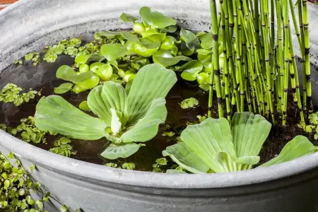 Equisetum hyemale robustum - P9 - image 3