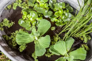 Equisetum hyemale robustum - P9 - image 4