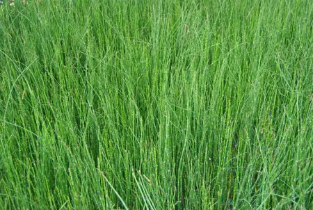 Equisetum scirpoides - P9