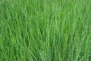 Equisetum scirpoides