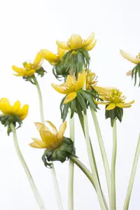 Eranthis hyemalis - flower bulb 4/6 - image 2