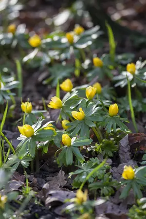Eranthis hyemalis - flower bulb 4/6 - image 3