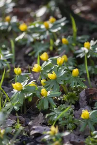 Eranthis hyemalis - flower bulb 4/6 - image 3
