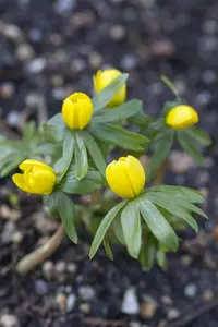 Eranthis hyemalis - flower bulb 4/6 - image 4