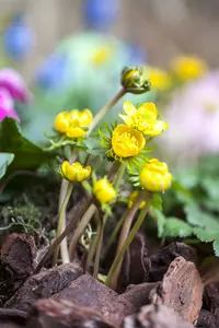 Eranthis hyemalis - flower bulb 4/6 - image 5