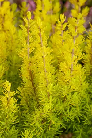 Erica arborea 'Albert's Gold' - P9 - image 1