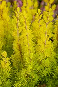 Erica arborea 'Albert's Gold'