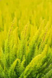 Erica arborea 'Albert's Gold' - P9 - image 3