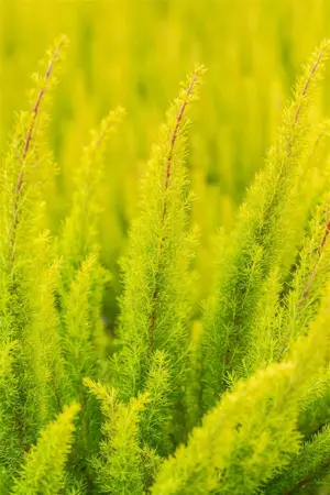 Erica arborea 'Albert's Gold' - P9 - image 4