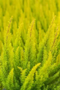 Erica arborea 'Albert's Gold' - P9 - image 5