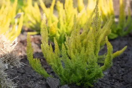 Erica arborea 'Albert's Gold' - P9 - image 2
