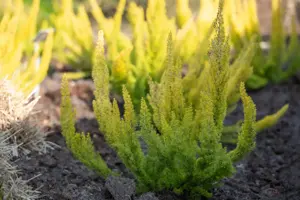 Erica arborea 'Albert's Gold' - P9 - image 2