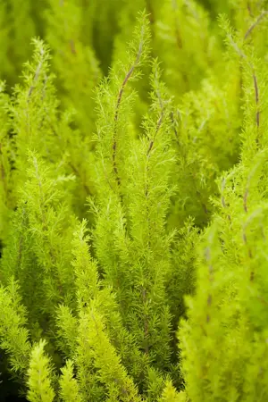 Erica arborea 'Estrella Gold' - 1.5 Ltr pot - image 2