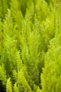 Erica arborea 'Estrella Gold' - 1.5 Ltr pot - image 2