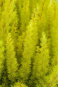 Erica arborea 'Estrella Gold' - 1.5 Ltr pot - image 4