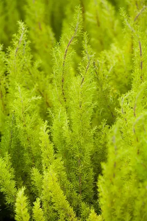 Erica arborea 'Estrella Gold' - 2 Ltr pot - image 2