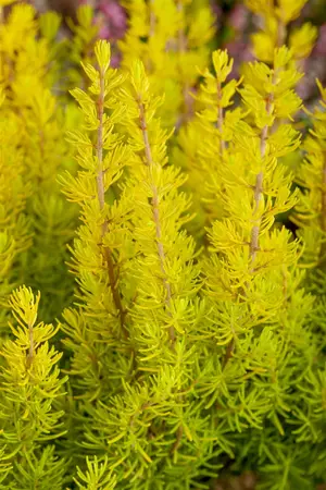 Erica arborea 'Estrella Gold' - 2 Ltr pot - image 5