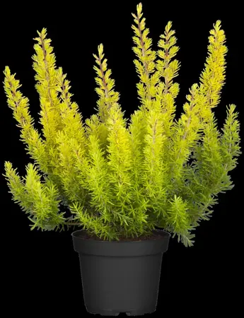 Erica arborea 'Estrella Gold' - 1.5 Ltr pot - image 3