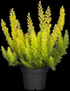 Erica arborea 'Estrella Gold' - 1.5 Ltr pot - image 3
