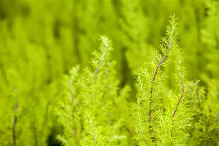 Erica arborea 'Estrella Gold' - 1.5 Ltr pot - image 1