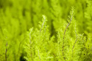 Erica arborea 'Estrella Gold'