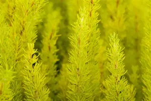 Erica arborea 'Estrella Gold' - 1.5 Ltr pot - image 5