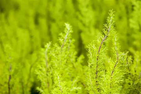 Erica arborea 'Estrella Gold' - P9 - image 1