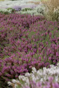 Erica carnea 'Aurea'