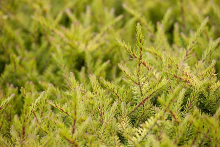 Erica carnea 'Aurea' - P10.5 - image 4