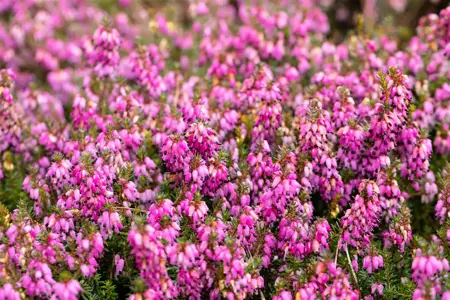 Erica carnea 'Challenger' - P12