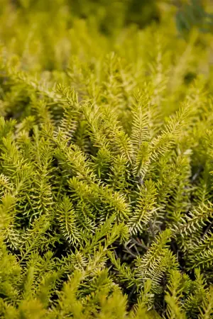 Erica carnea 'Golden Starlet' - P9 - image 2