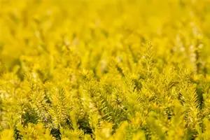 Erica carnea 'Golden Starlet' - P9 - image 4