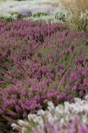 Erica carnea 'Heathwood' - P9 - image 1