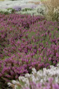 Erica carnea 'Heathwood' - P9 - image 5