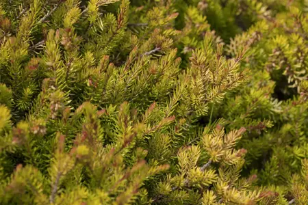Erica carnea 'Heathwood' - P9 - image 2