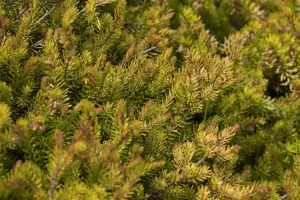 Erica carnea 'Heathwood' - P9 - image 2