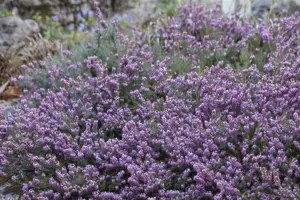 Erica carnea 'Heathwood' - P9 - image 3
