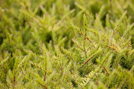 Erica carnea 'Heathwood' - P9 - image 4
