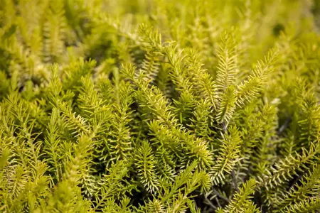 Erica carnea 'Heathwood' - P9 - image 5