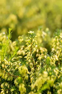 Erica carnea 'Isabell' - P9 - image 3