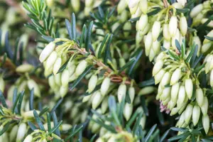 Erica carnea 'Isabell'