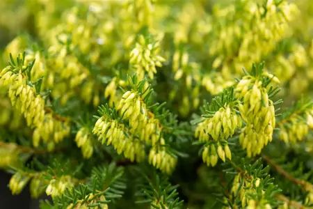 Erica carnea 'Isabell' - P9 - image 5