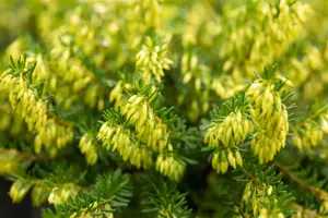 Erica carnea 'Isabell' - P9 - image 5