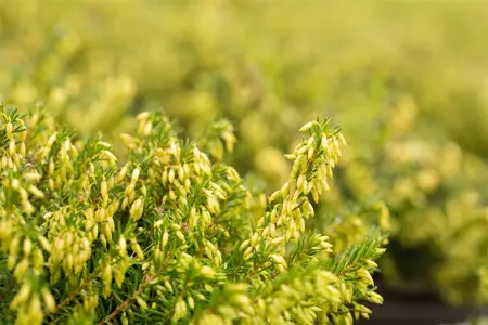 Erica carnea 'Isabell' - P9 - image 4