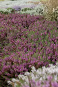 Erica carnea 'March Seedling'
