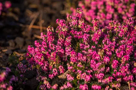 Erica carnea 'Myretoun Ruby' - P9